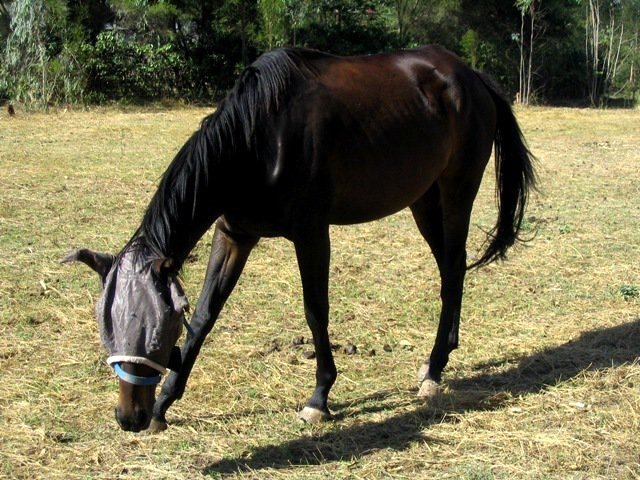 Na farme u Petra z Prahy, Nairobi, február 2011