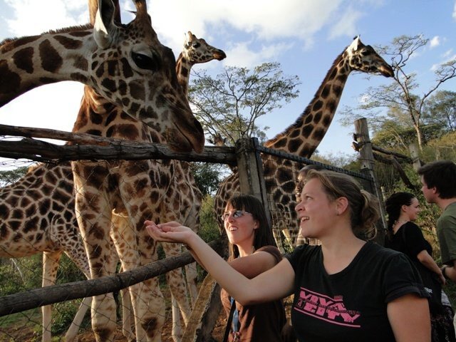 Giraffe center - Nairobi, február 2011