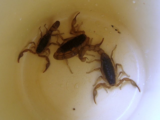 Škorpióniky ulovené v kúpeľni