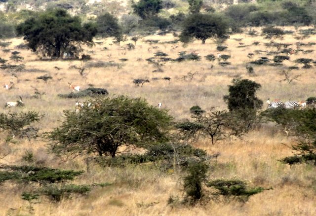 20140822_24 - Kúsok za Nairobi... zebry predsa len existujú... :)